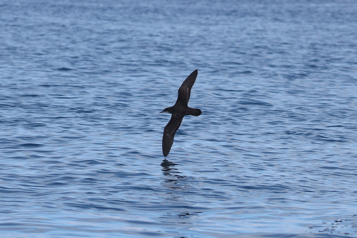 Galapagos Shearwater - ML622729000