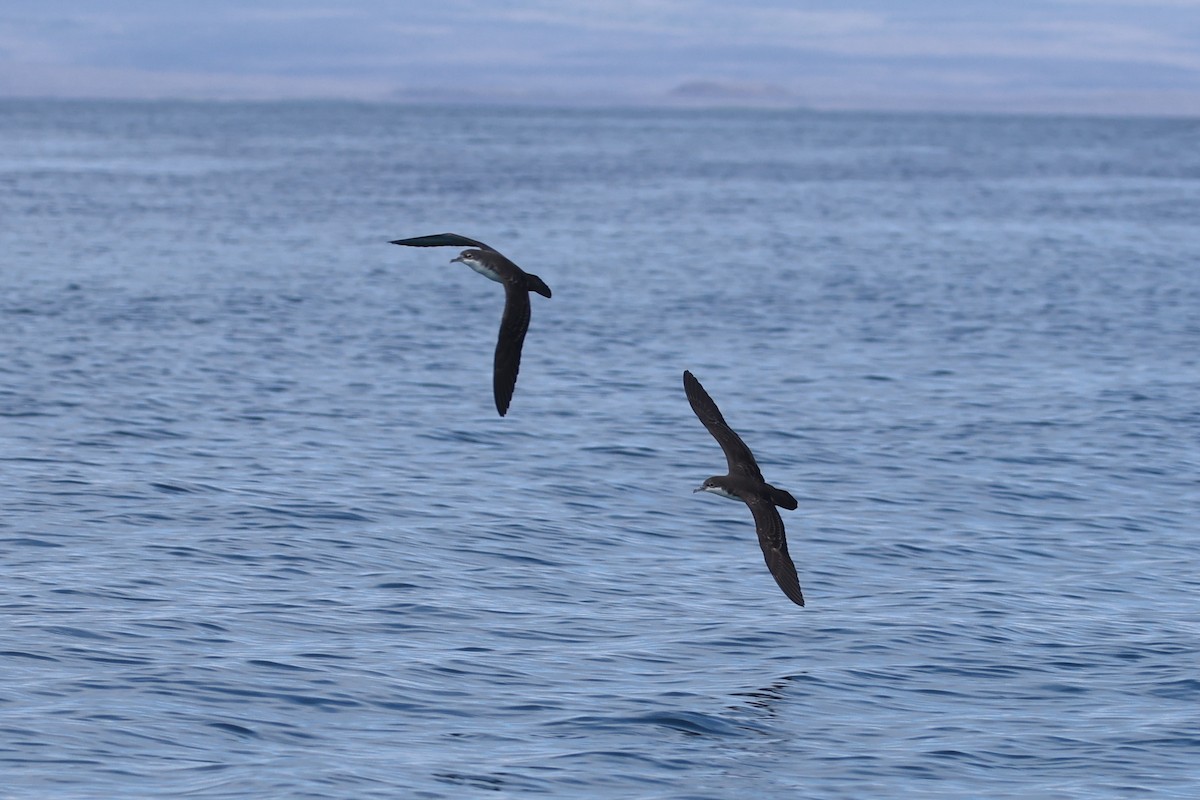 Galapagos Shearwater - ML622729001