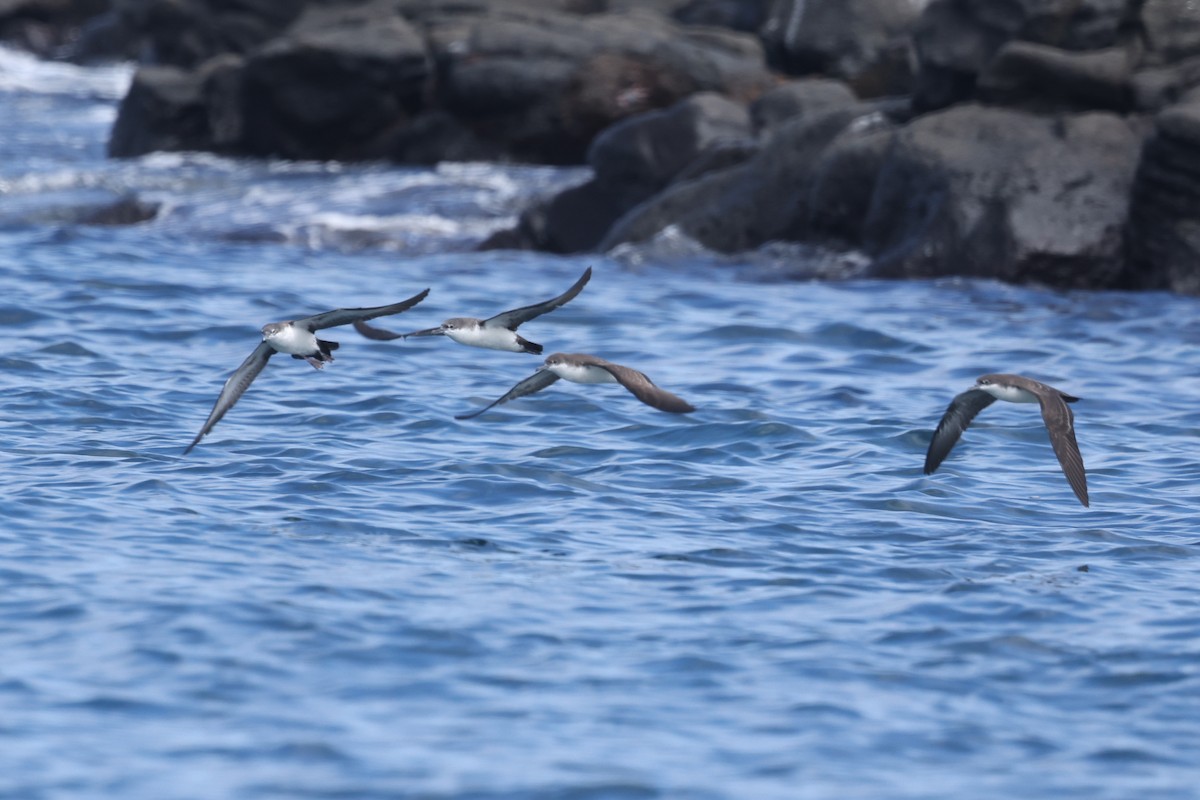 Galapagos Shearwater - ML622729002