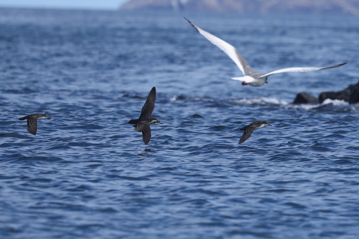 Galapagos Shearwater - ML622729003