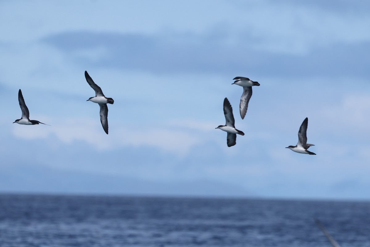 Galapagos Shearwater - ML622729004