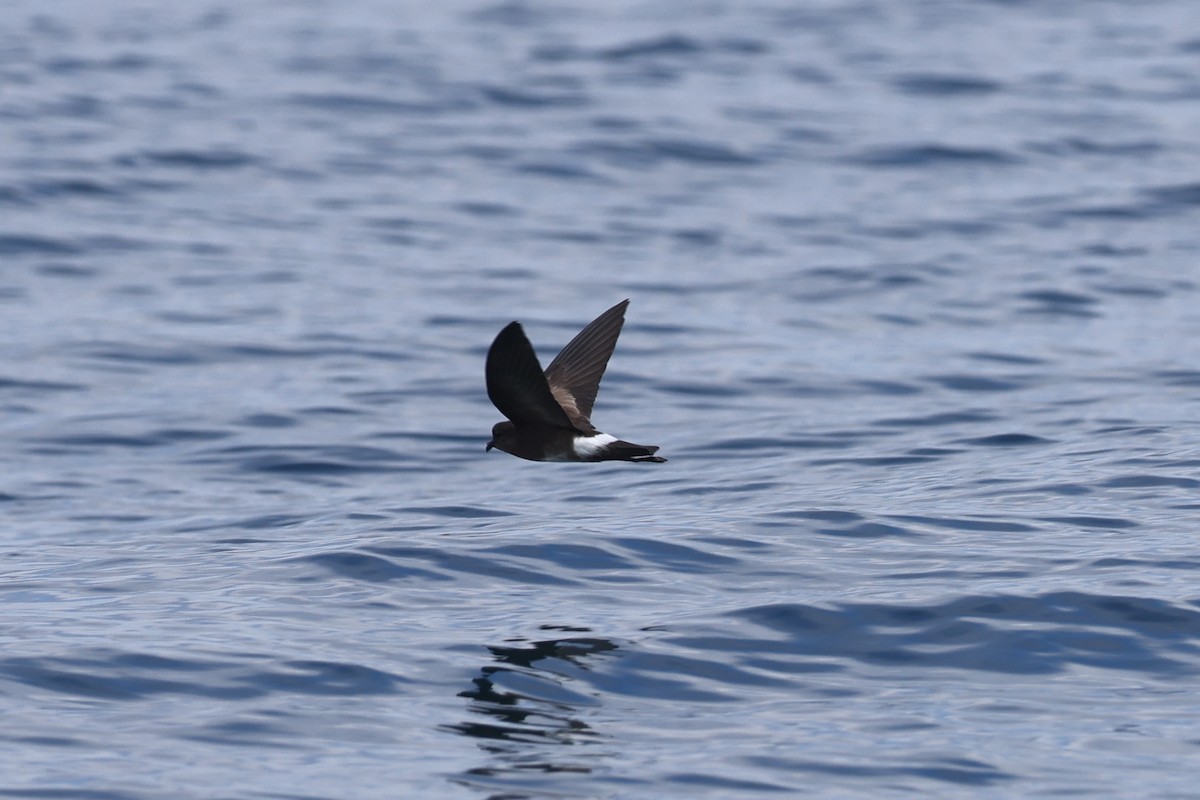 Elliot's Storm-Petrel - Ian Thompson