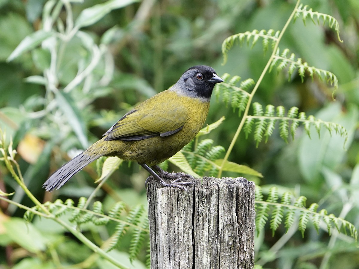 Large-footed Finch - Carlos Ulate