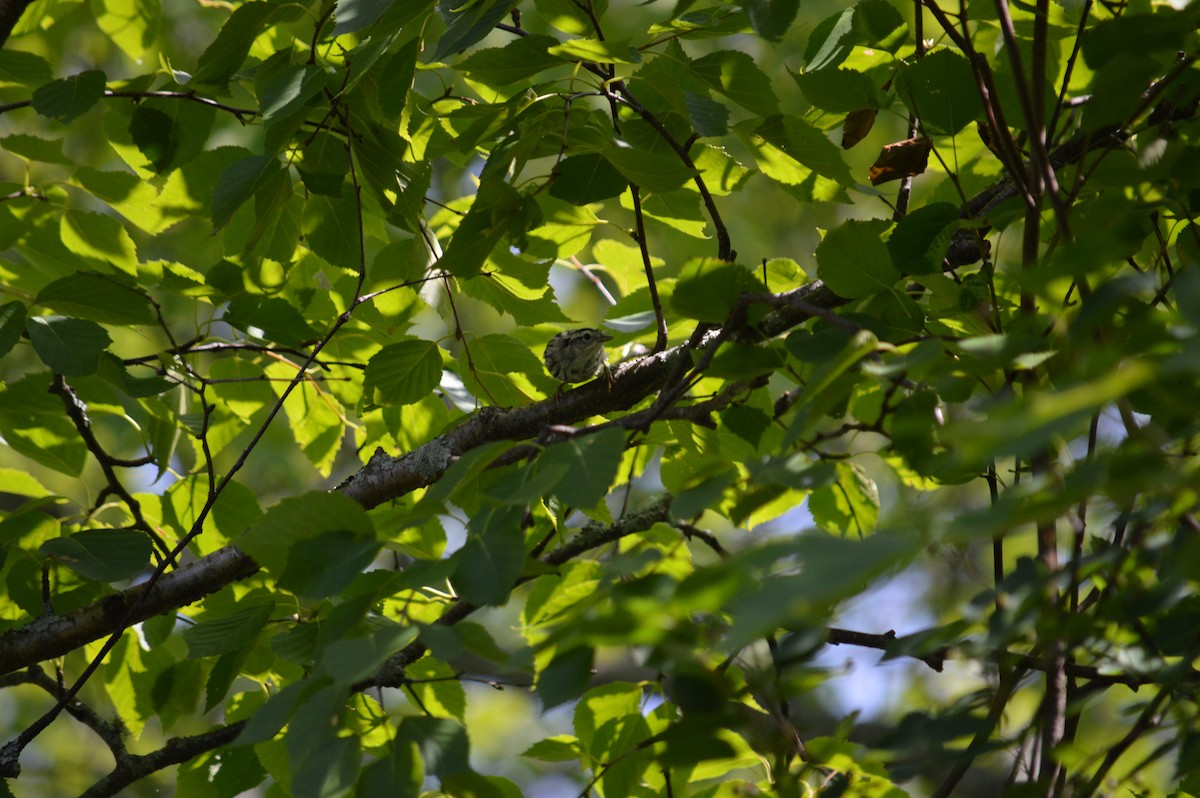 Black-and-white Warbler - ML622729043