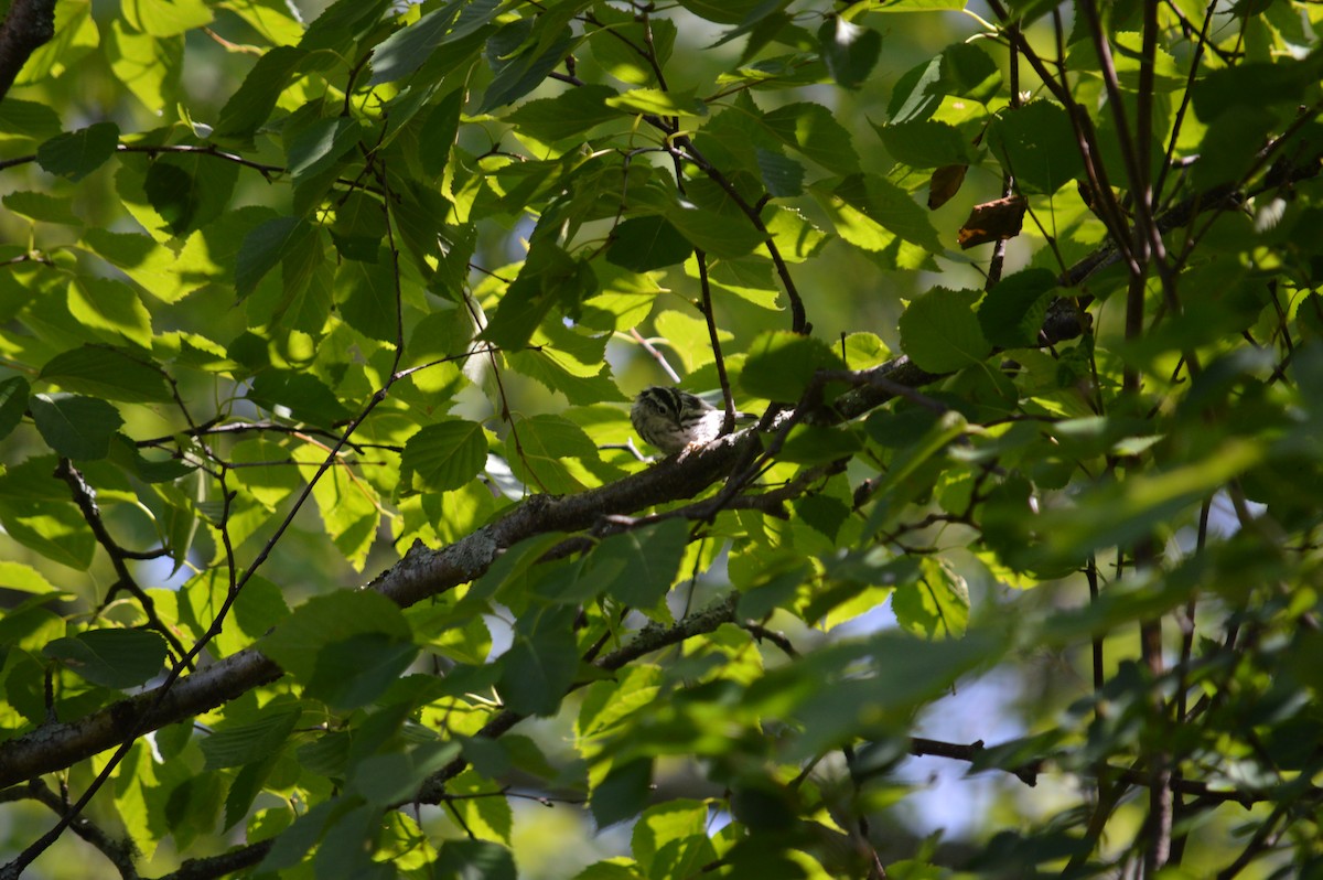 Black-and-white Warbler - ML622729044