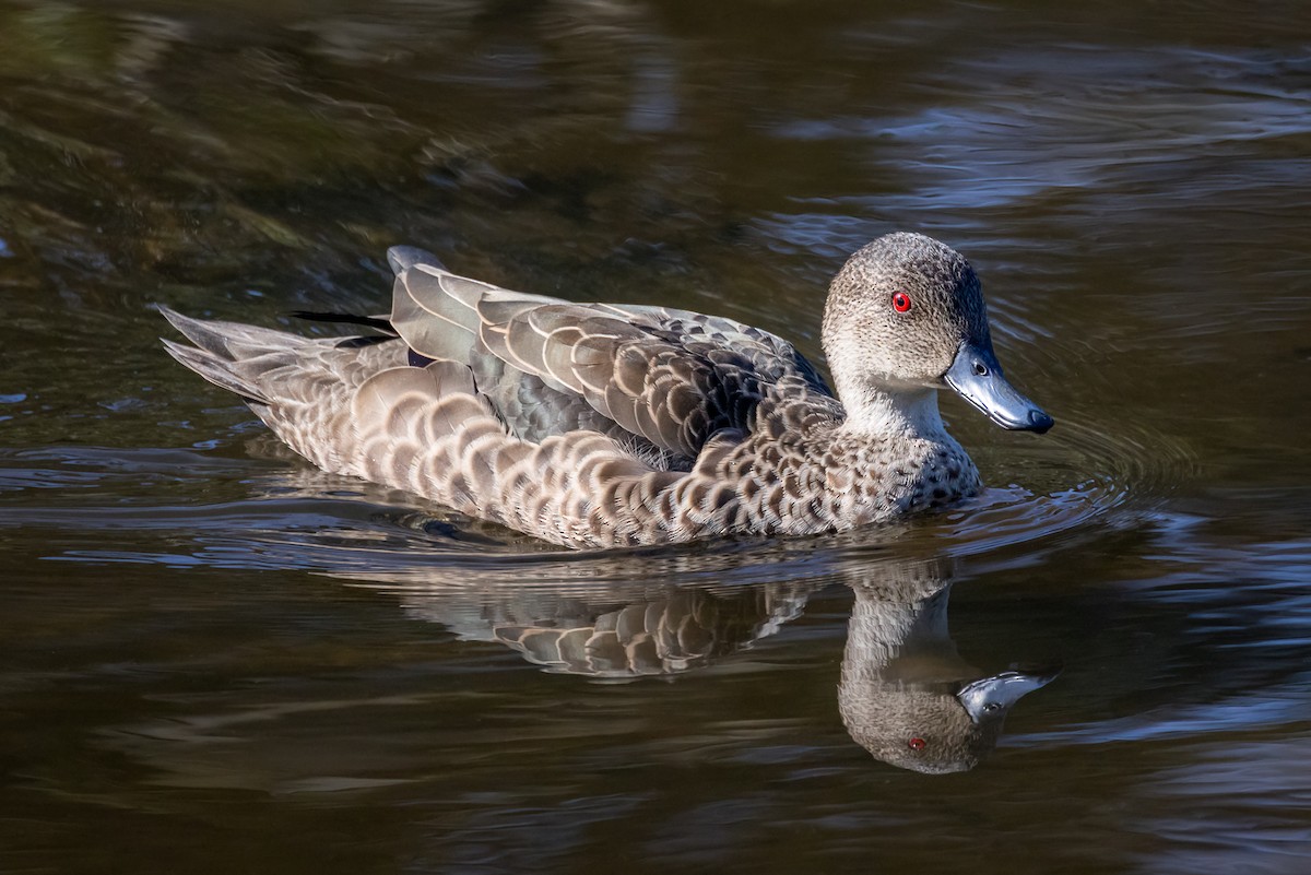 Gray Teal - ML622729063