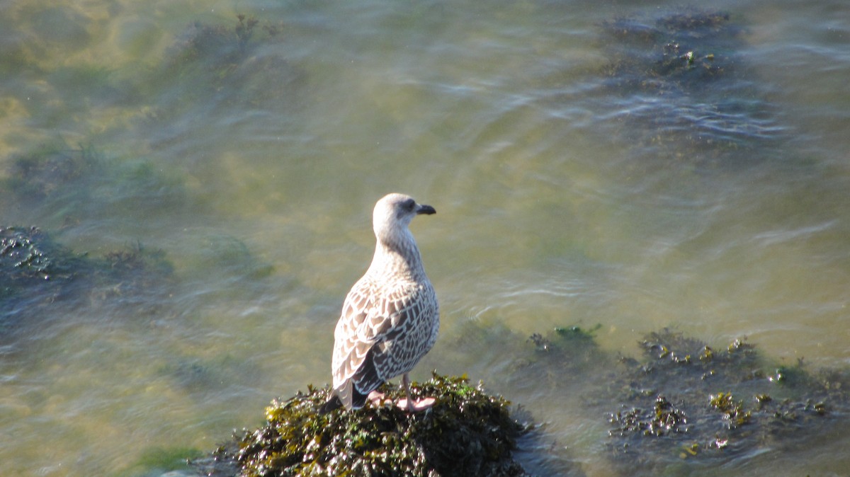 Yellow-legged Gull - ML622729075