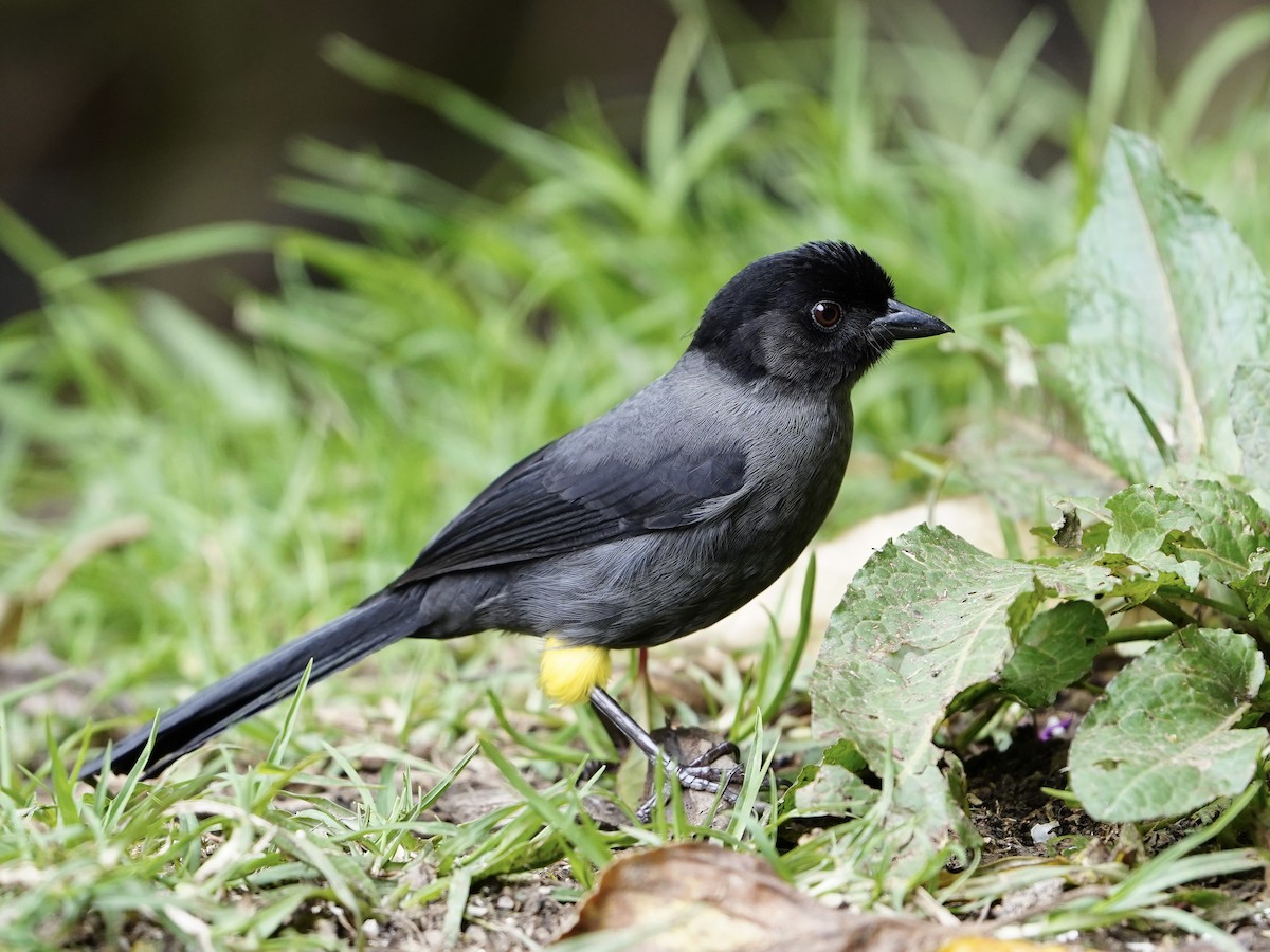 Yellow-thighed Brushfinch - ML622729086