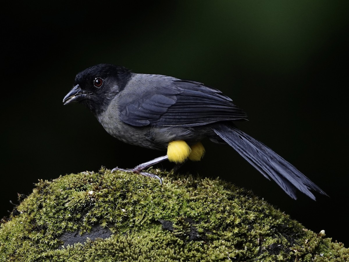 Yellow-thighed Brushfinch - ML622729087