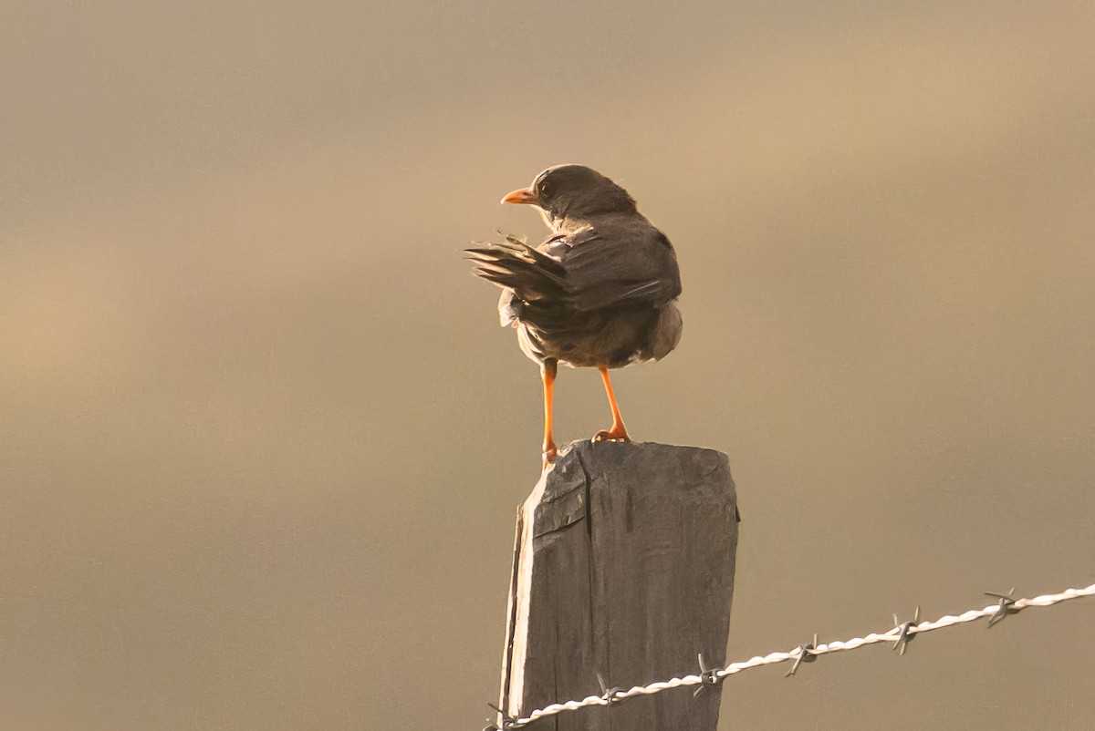 Pale-breasted Thrush - ML622729133