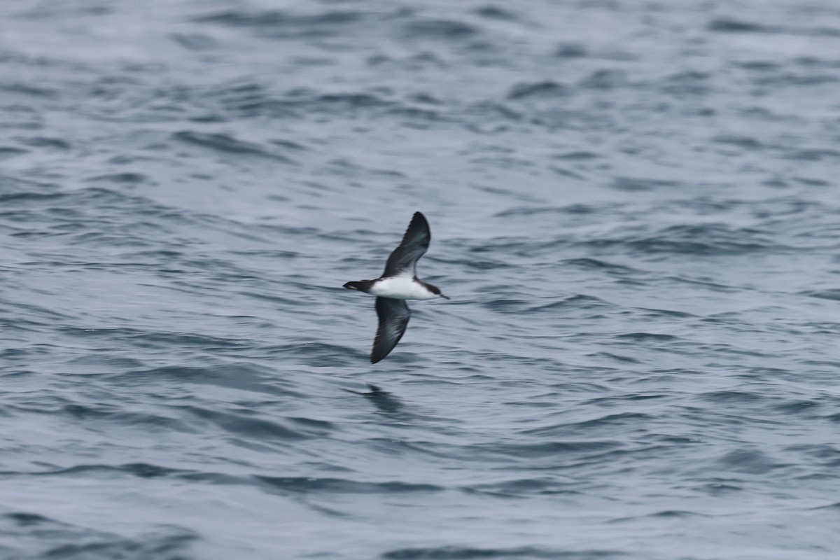 Galapagos Shearwater - ML622729163