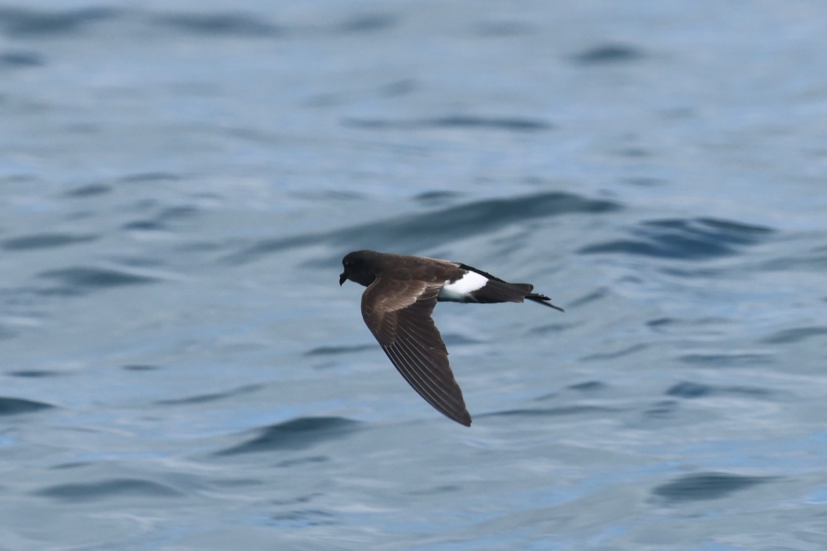 Elliot's Storm-Petrel - ML622729174