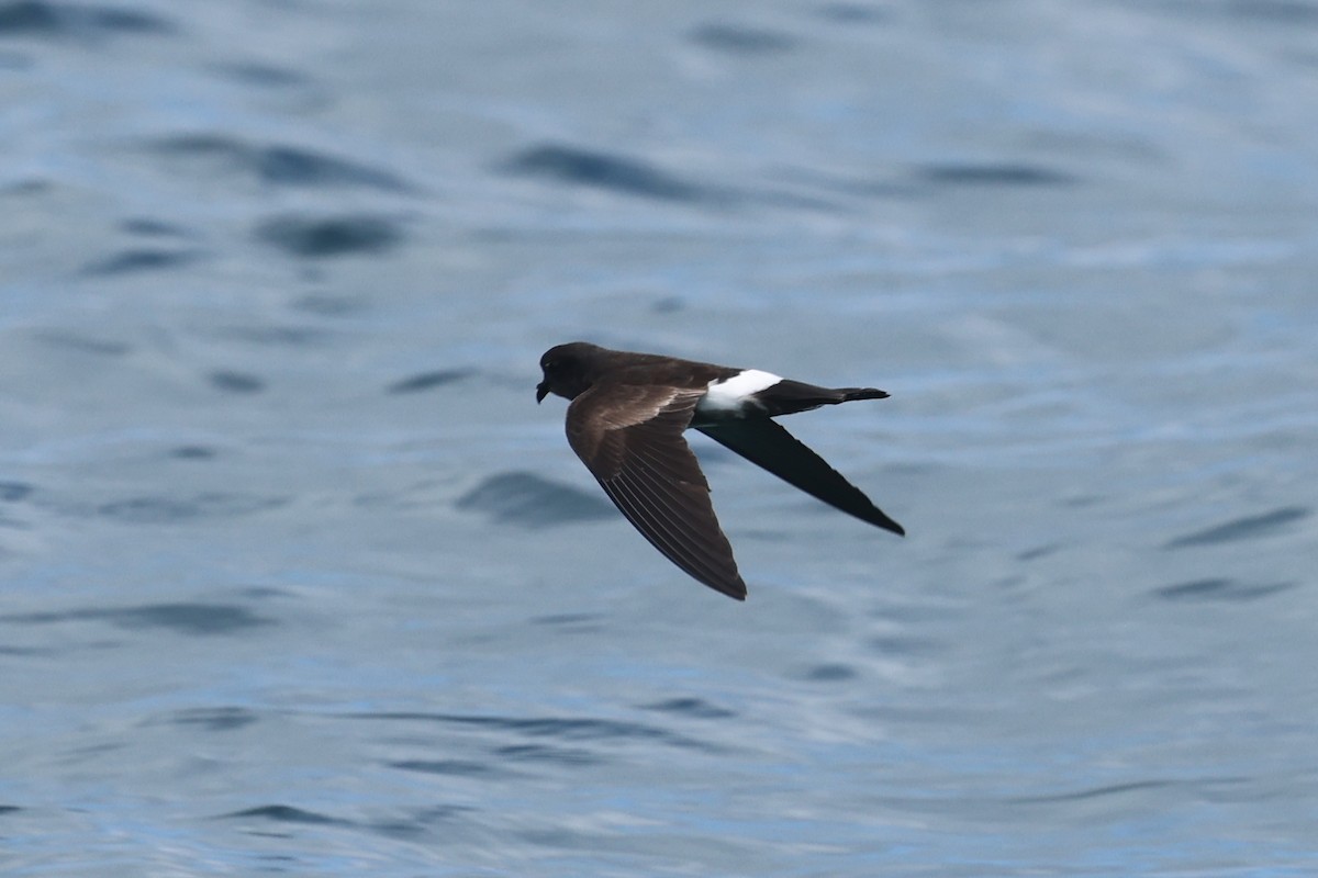 Elliot's Storm-Petrel - ML622729175