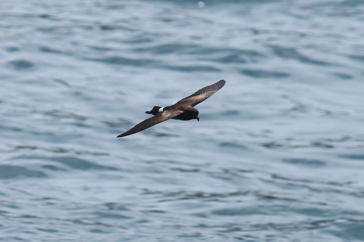 Elliot's Storm-Petrel - ML622729176