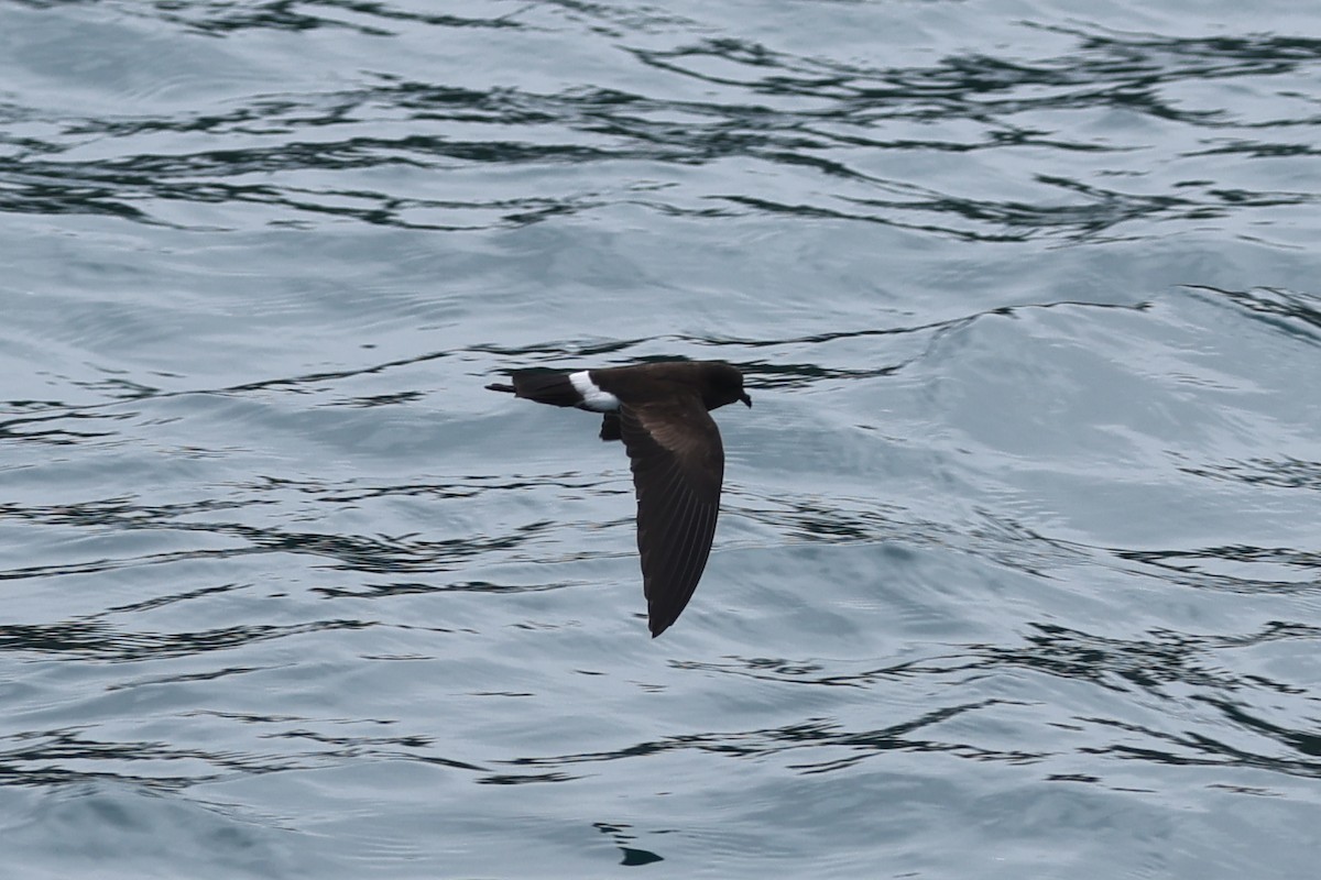 Elliot's Storm-Petrel - ML622729177