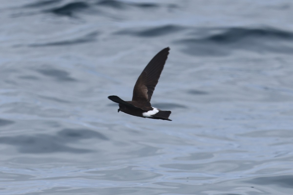 Elliot's Storm-Petrel - Ian Thompson