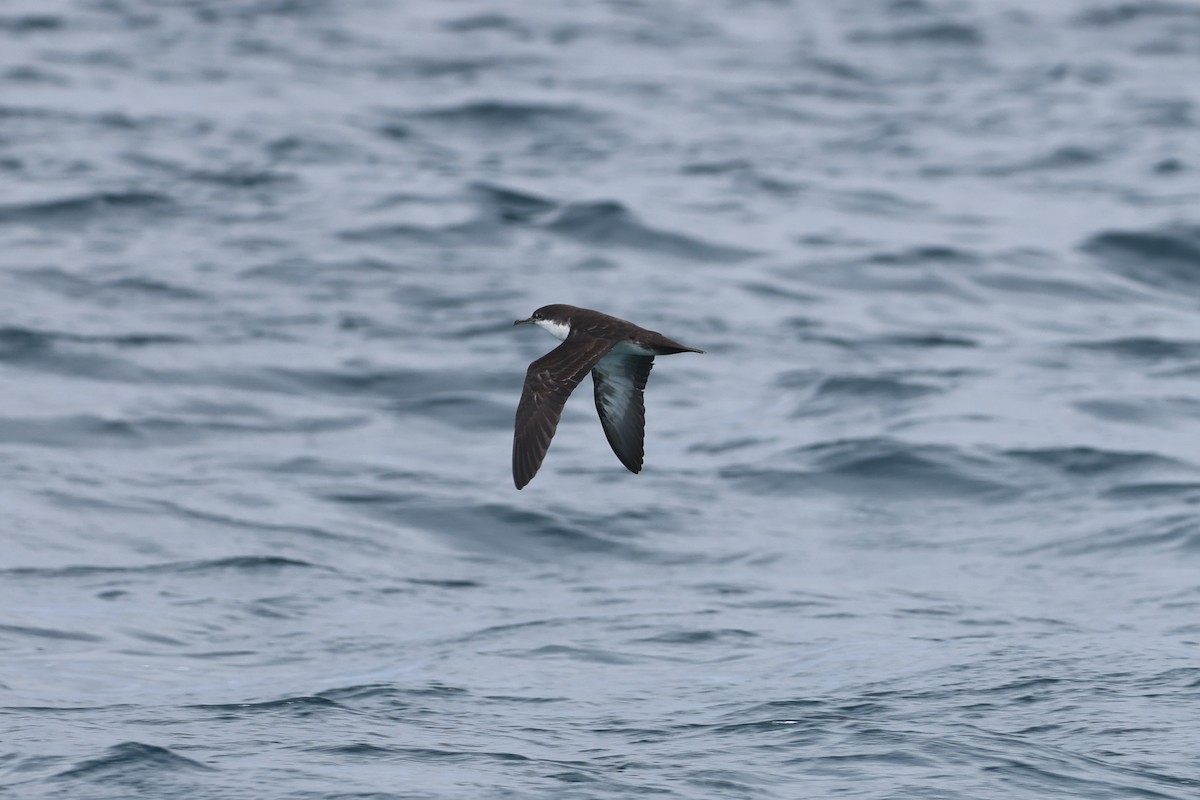 Elliot's Storm-Petrel - ML622729179