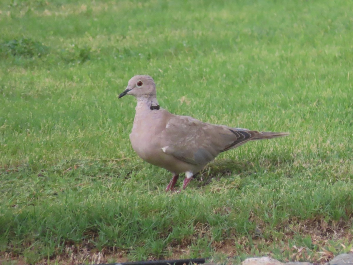 Eurasian Collared-Dove - ML622729257