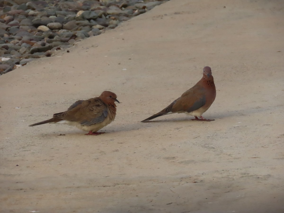 Tórtola Senegalesa - ML622729262