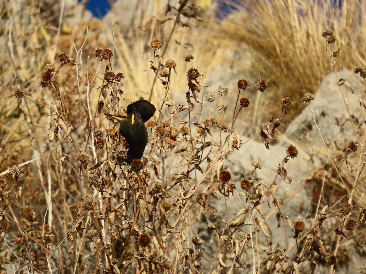 Black Siskin - Luis Teixeira