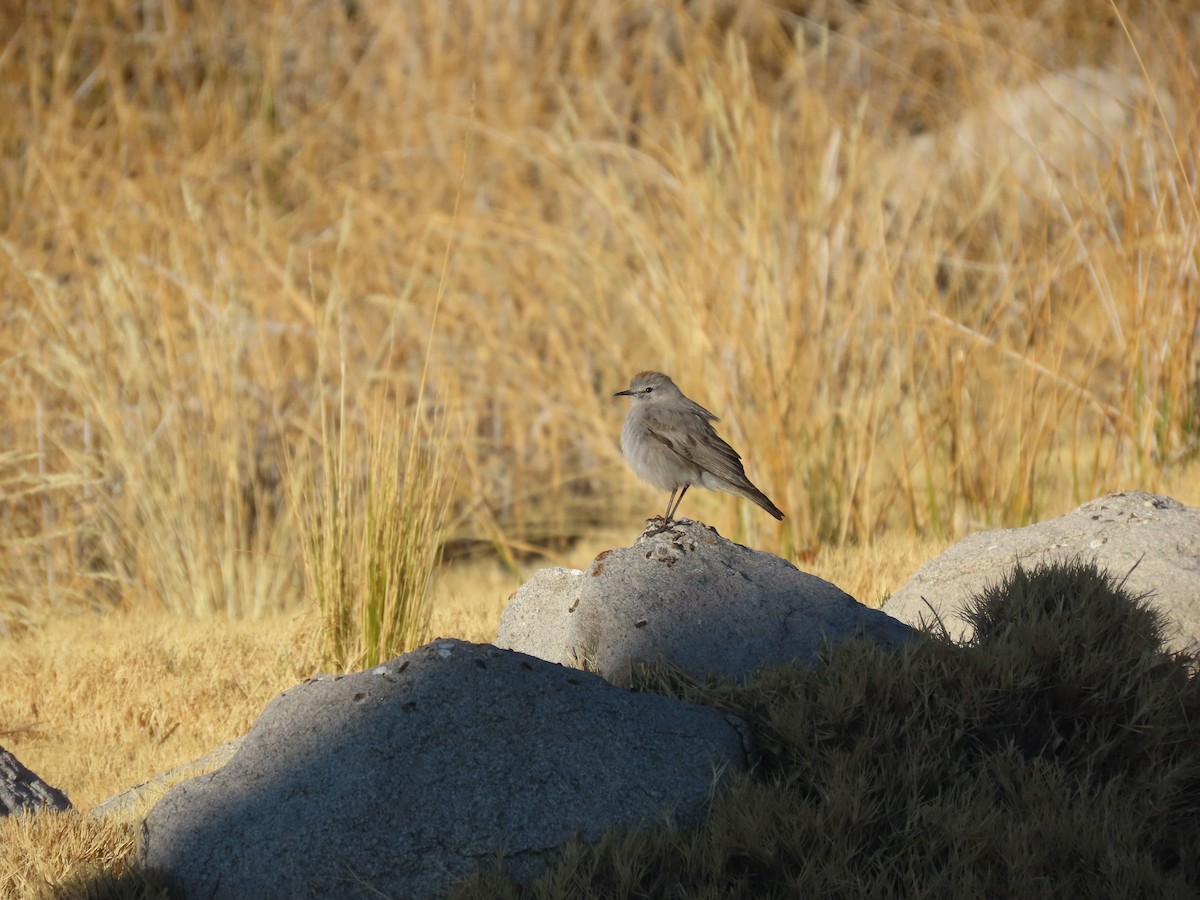 Rufous-naped Ground-Tyrant - Luis Teixeira