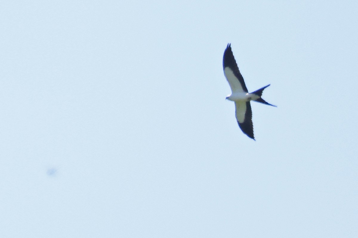 Swallow-tailed Kite - ML622729367