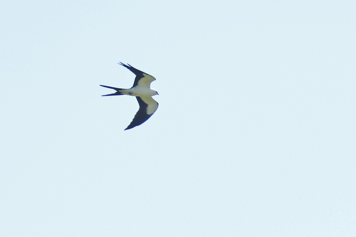 Swallow-tailed Kite - ML622729368