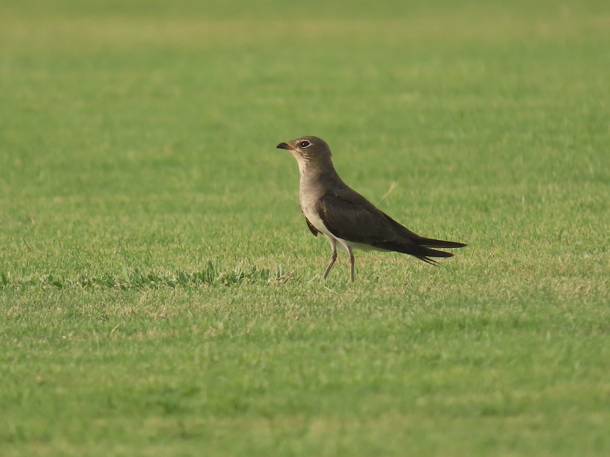 Collared Pratincole - ML622729428