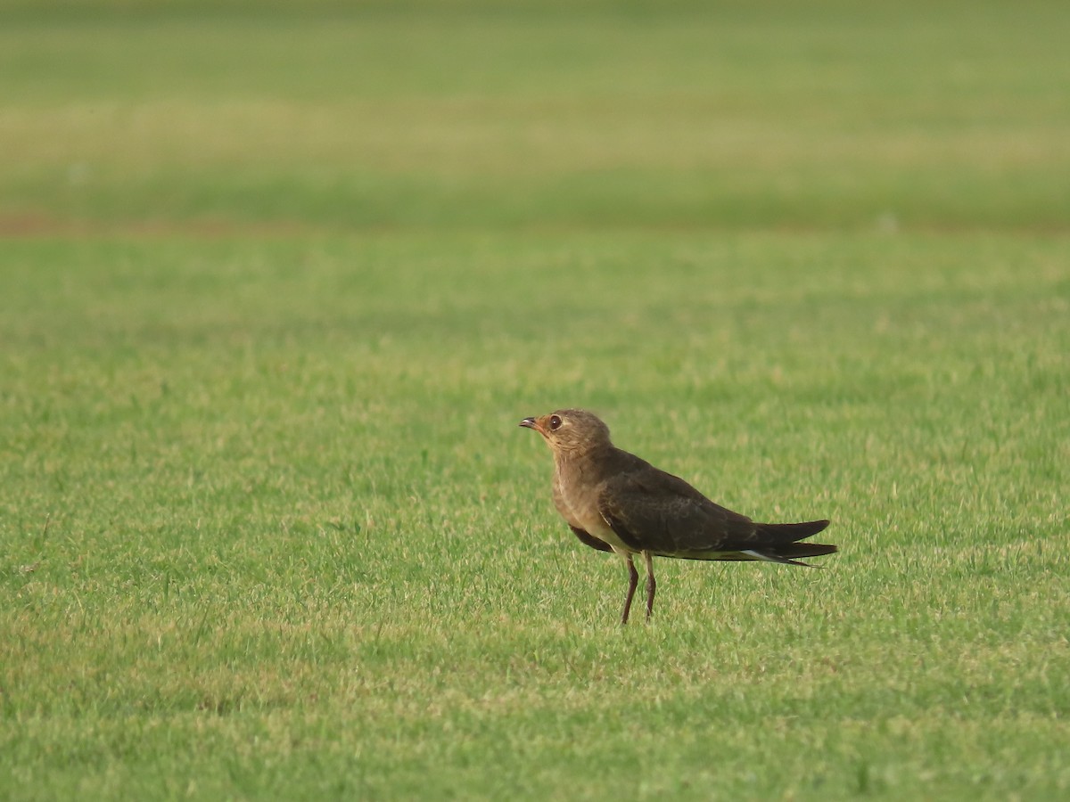 Collared Pratincole - ML622729429