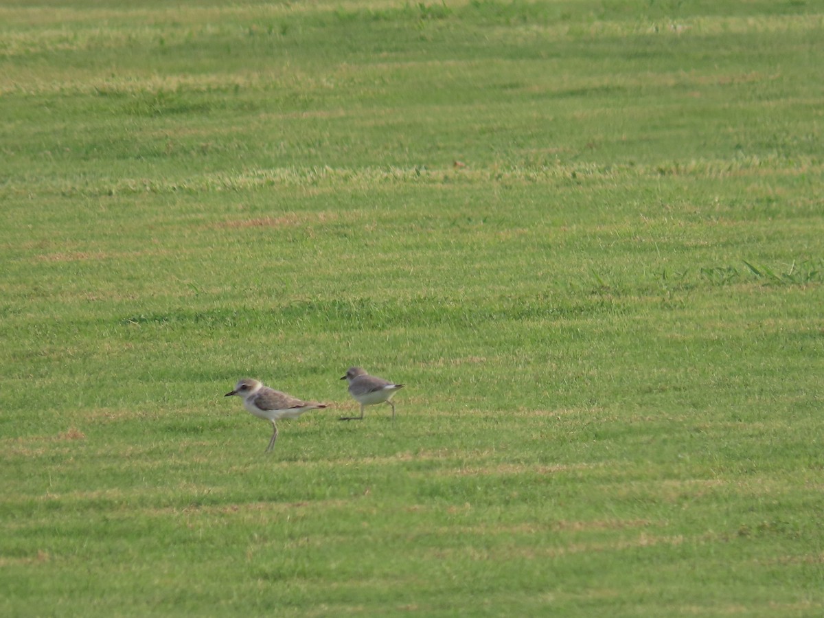 Kentish Plover - ML622729523