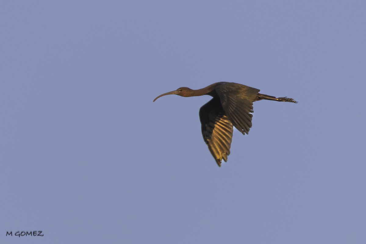 Glossy Ibis - ML622729624