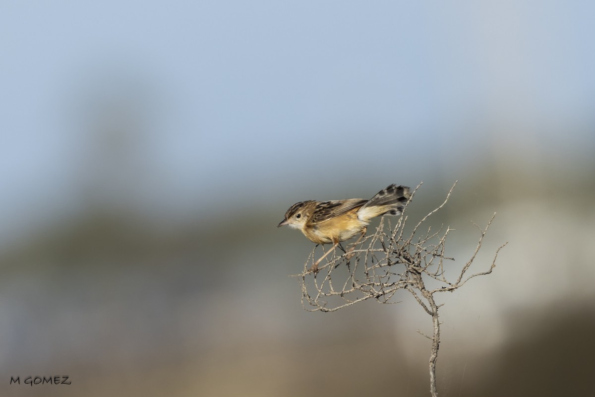 Zitting Cisticola - ML622729636