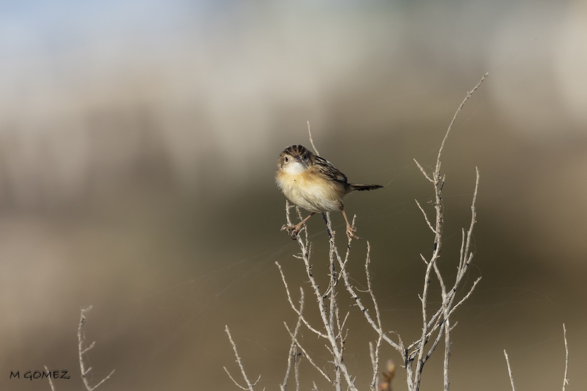 Zitting Cisticola - ML622729637