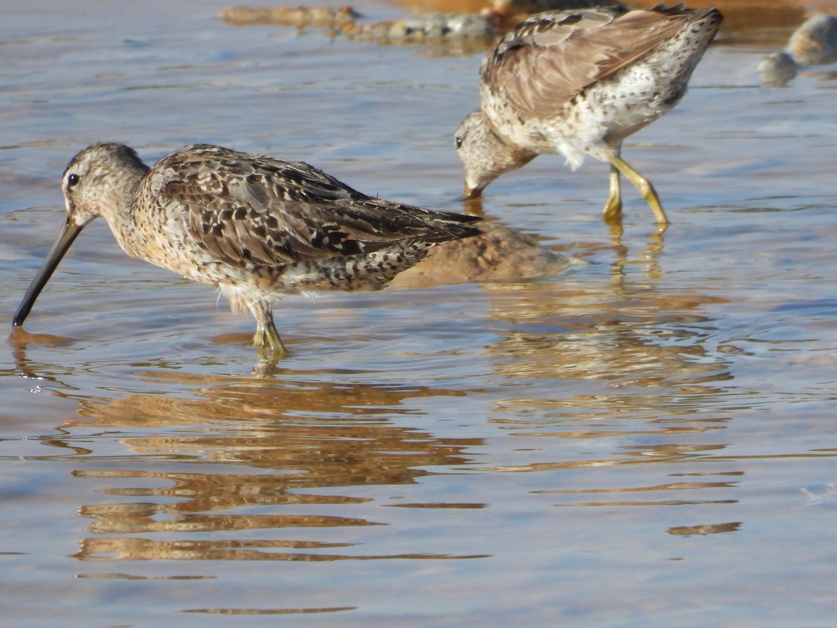 短嘴半蹼鷸 - ML622729688