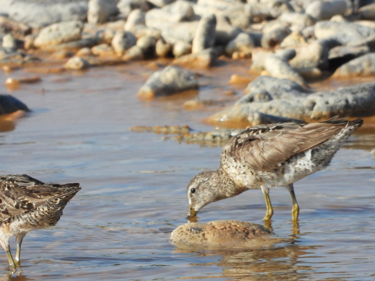 短嘴半蹼鷸 - ML622729708