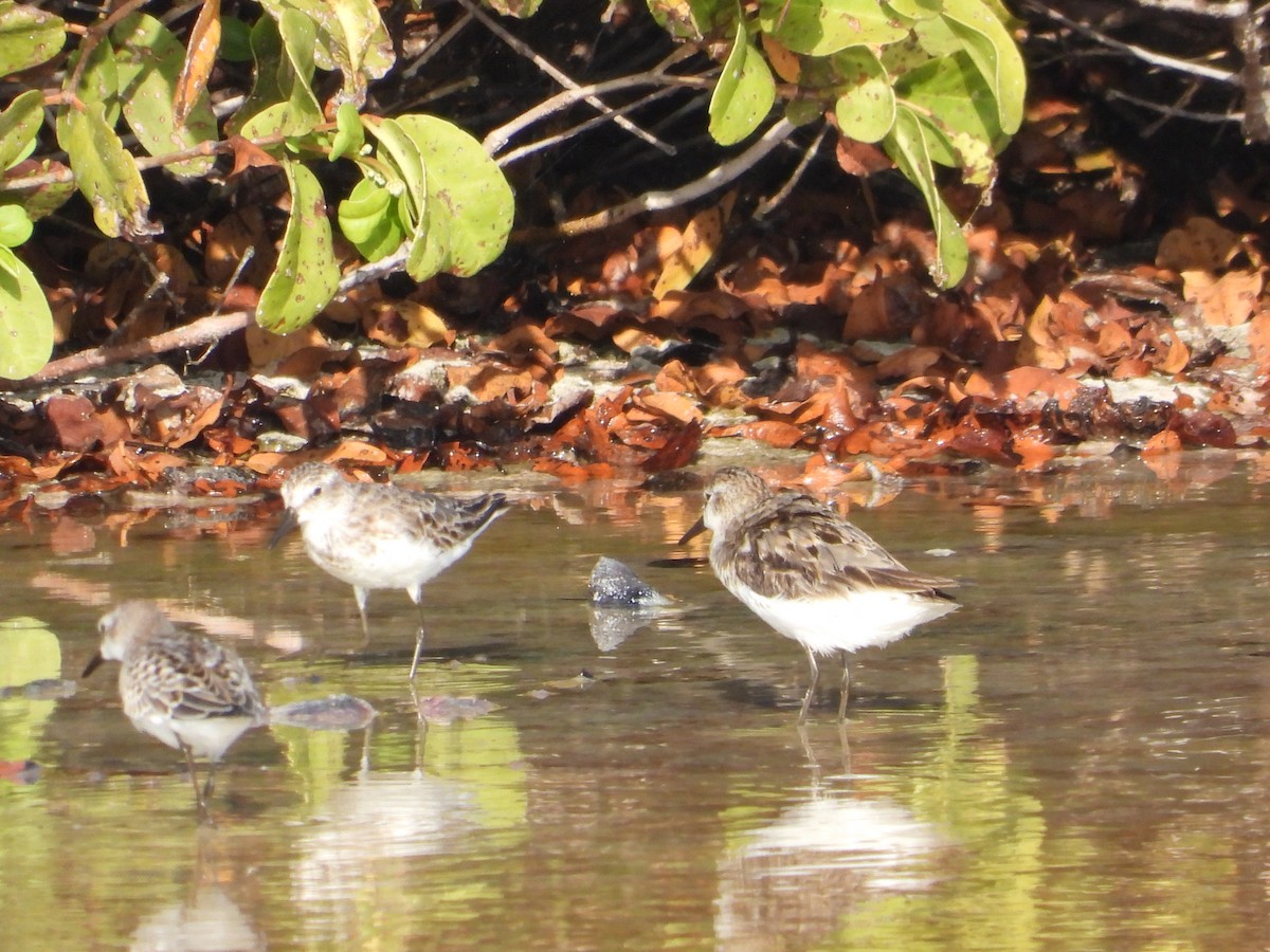 短嘴半蹼鷸 - ML622729714