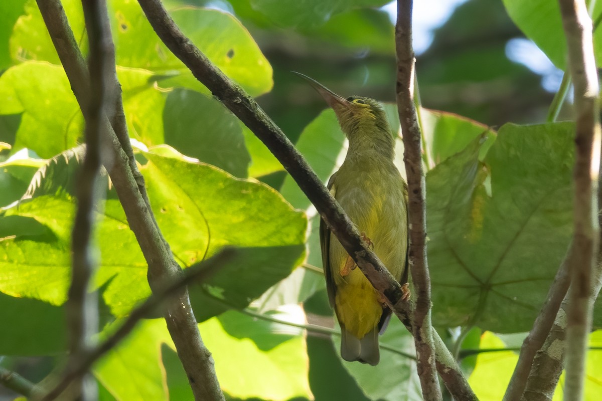 Spectacled Spiderhunter - ML622729715