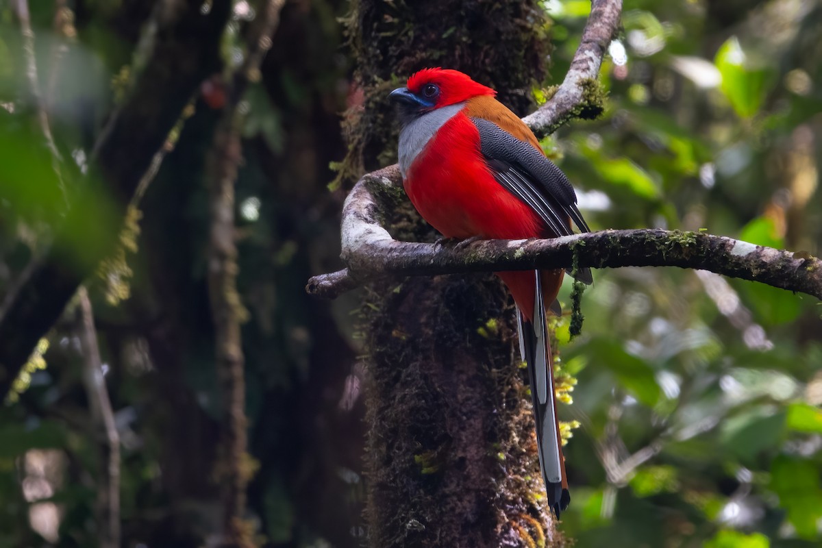 Trogón de Borneo - ML622729741