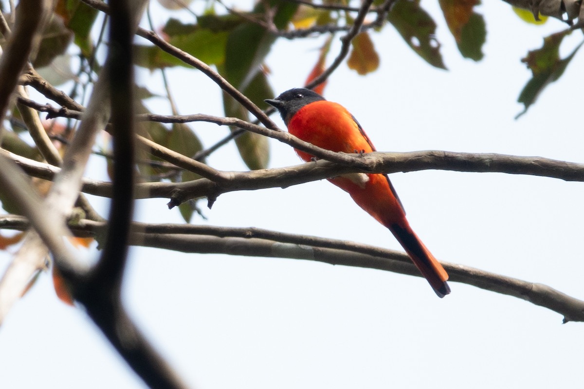 Minivet Gorjigrís (montanus/cinereigula) - ML622729764