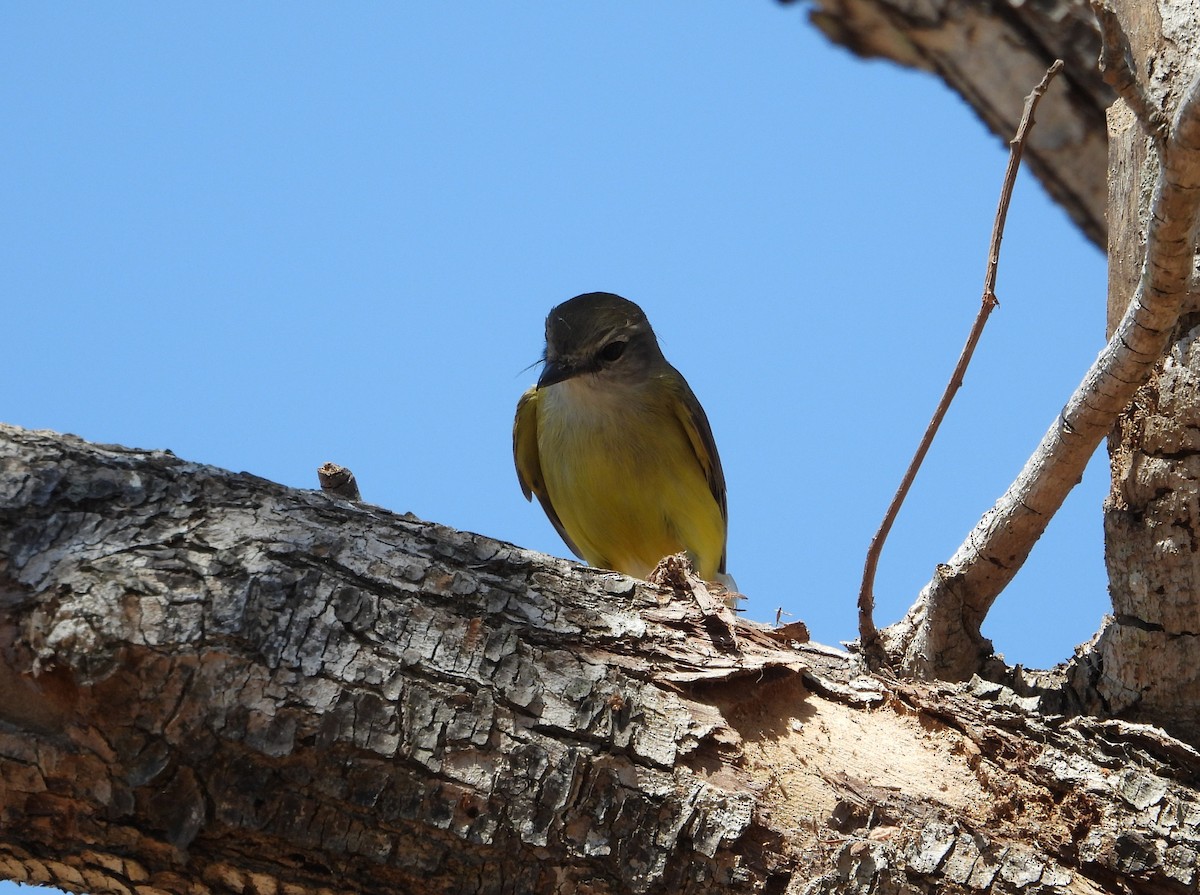 Lemon-bellied Flyrobin - ML622729801