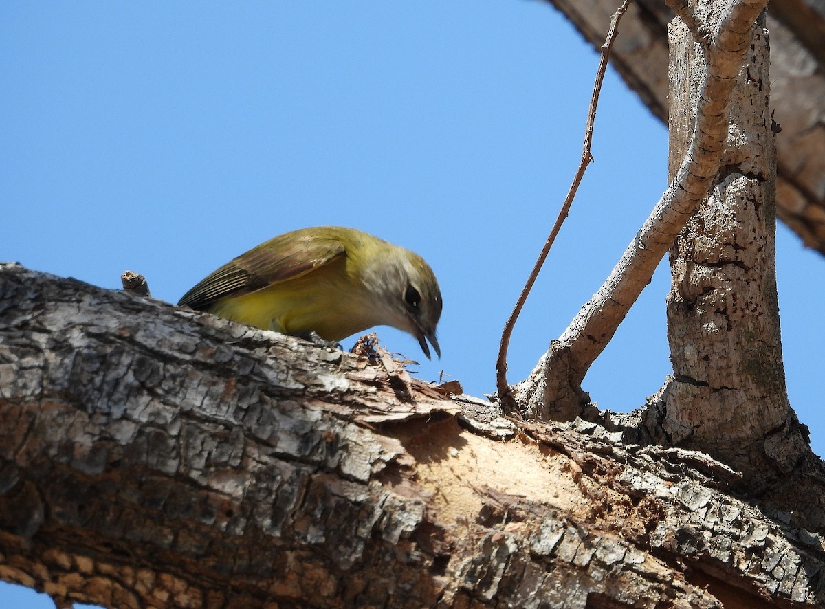 Lemon-bellied Flyrobin - ML622729802