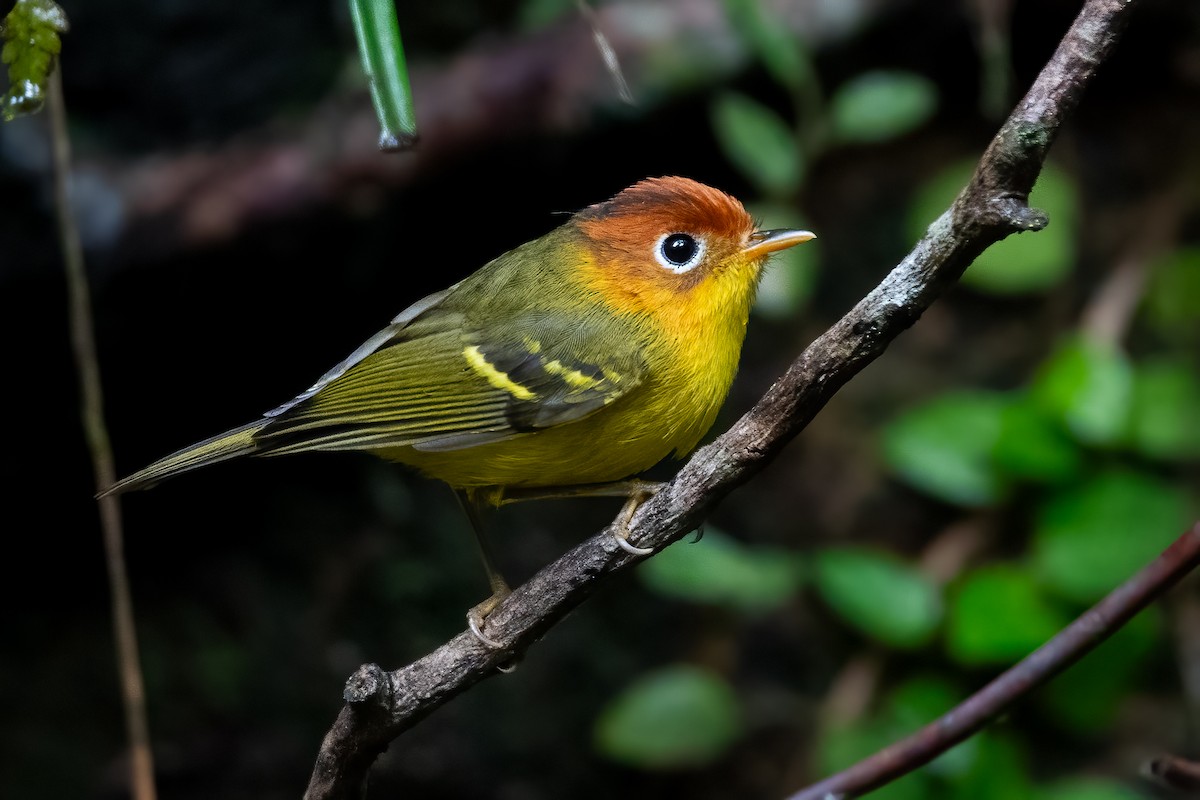 Mosquitero Pechiamarillo - ML622729803