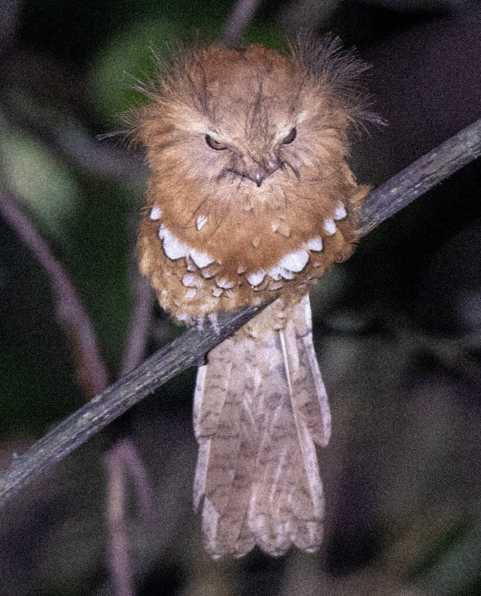 Hodgson's Frogmouth - ML622729808