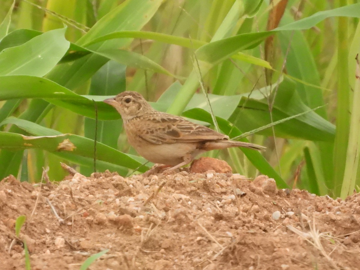 Singing Bushlark - ML622729917