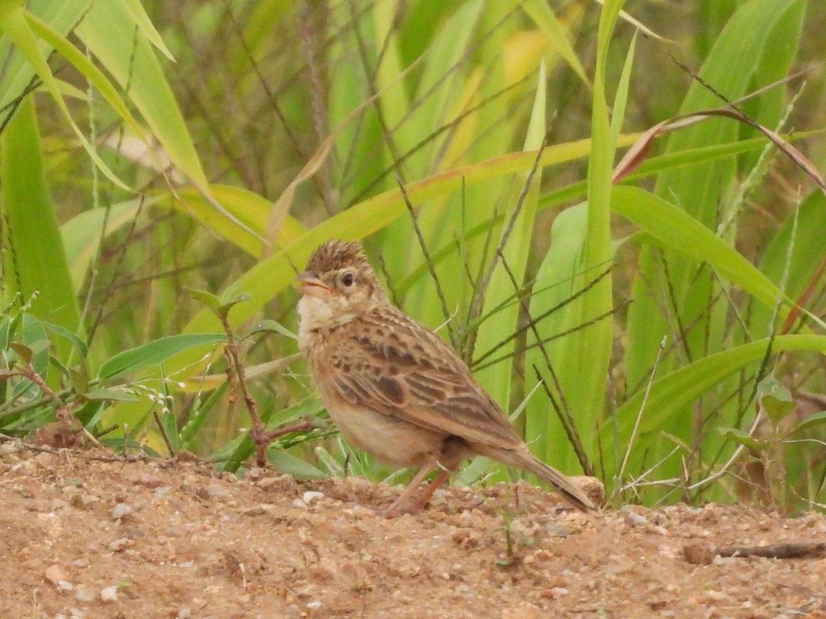 Singing Bushlark - ML622729924