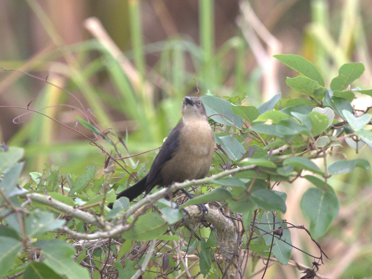 Nicaraguan Grackle - ML622729931