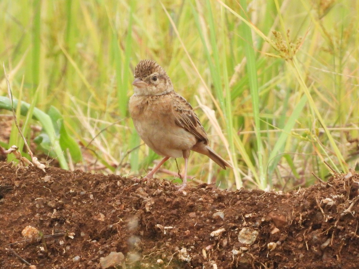 Singing Bushlark - ML622729940