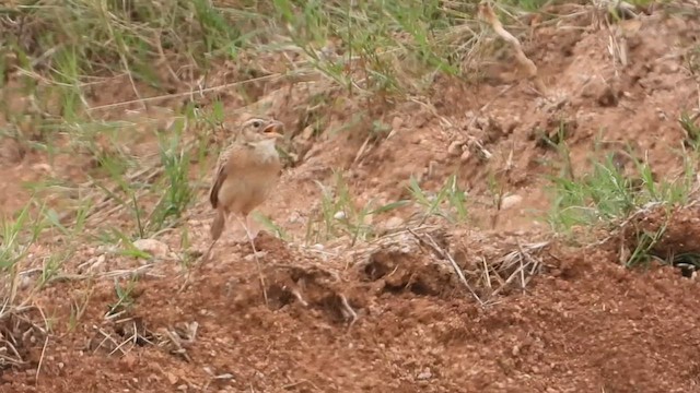 Singing Bushlark - ML622729959