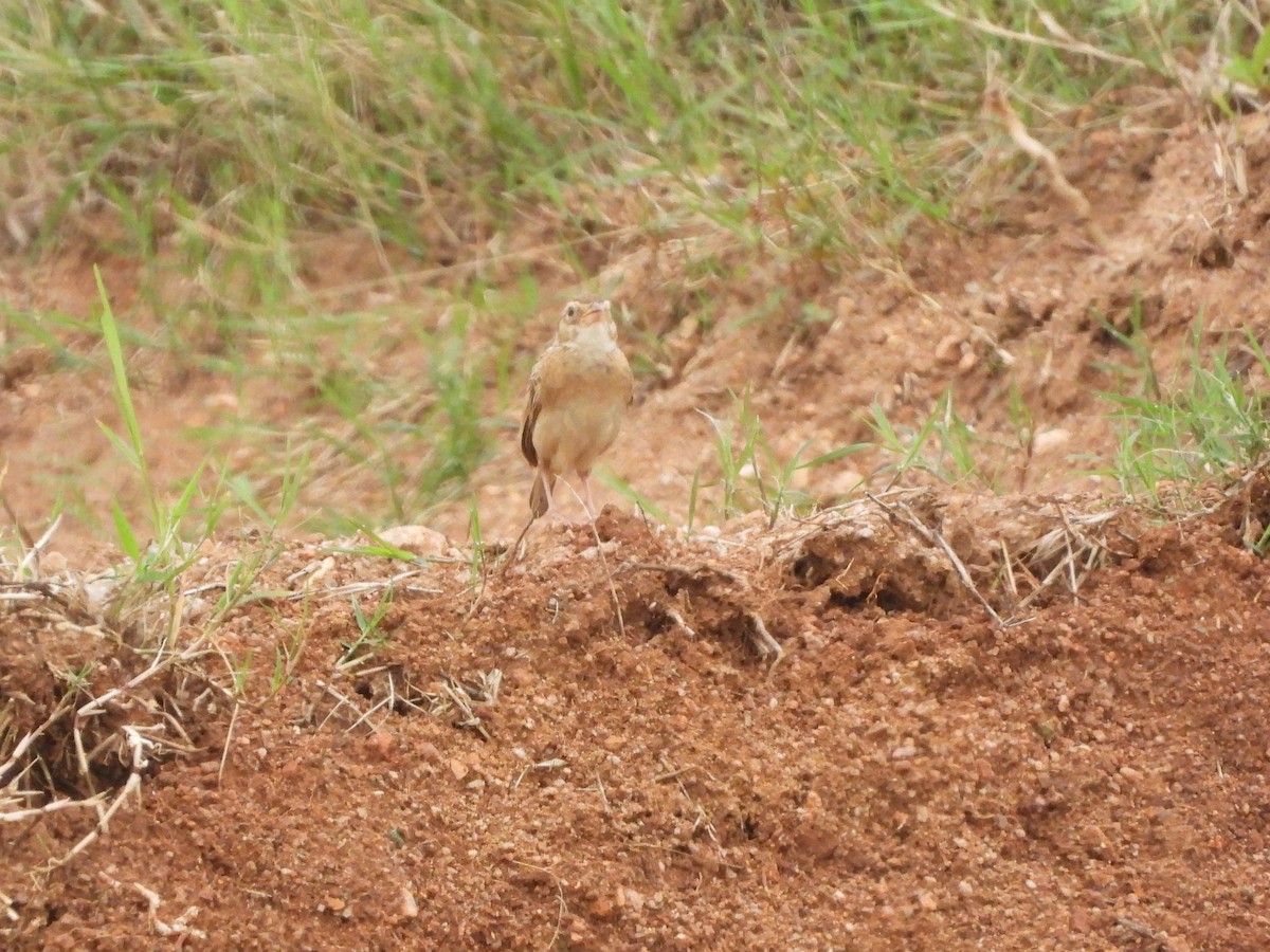 Singing Bushlark - ML622729960