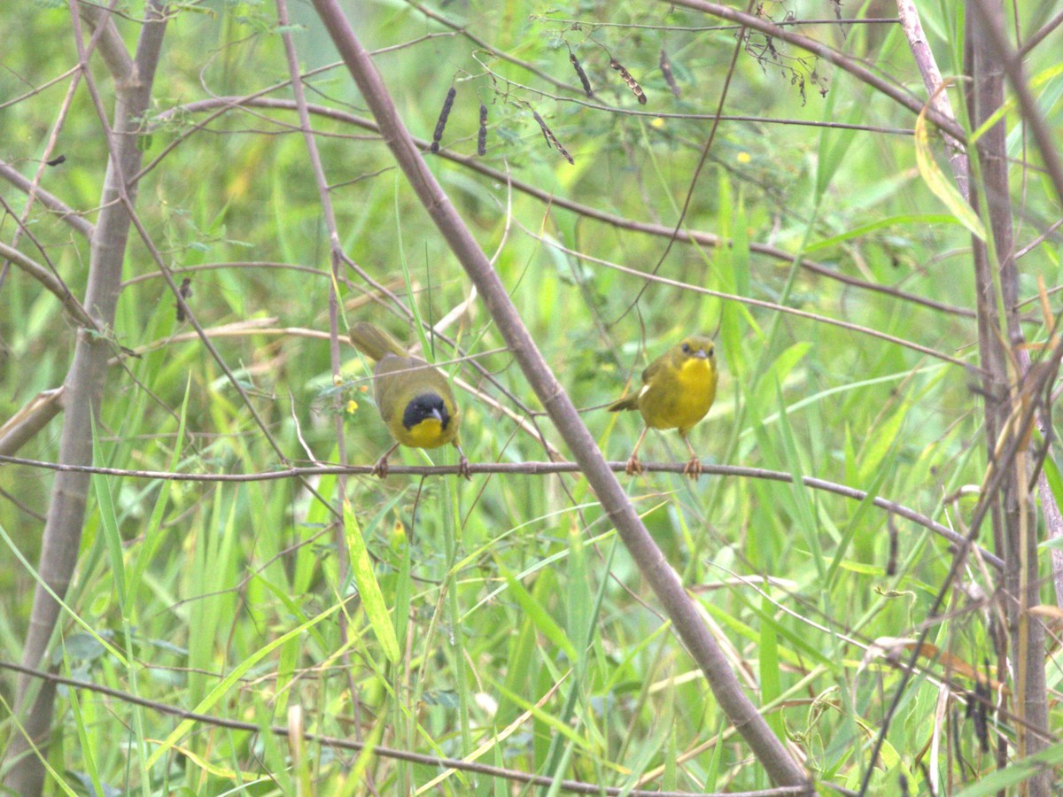 Olive-crowned Yellowthroat - Menachem Goldstein